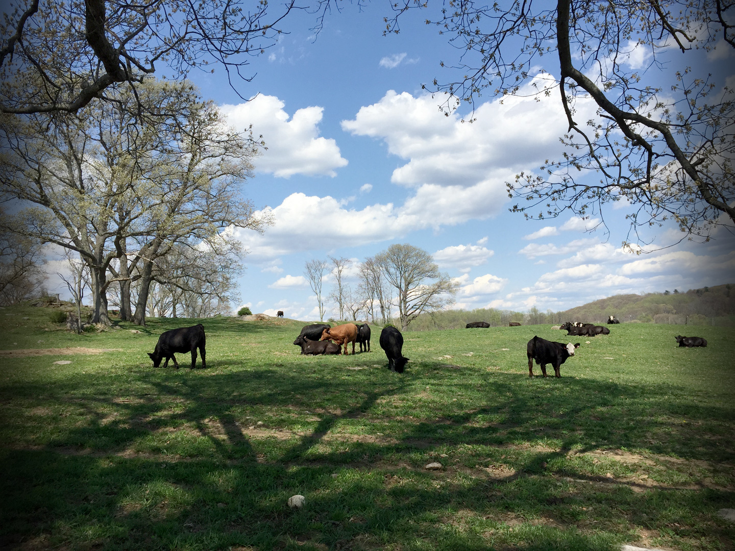 Cows at Blue Hill